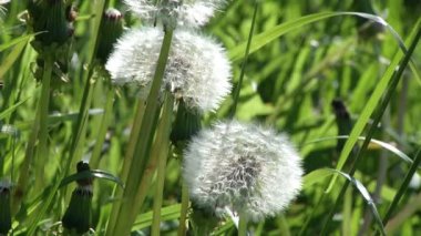 Çimlerde karahindiba