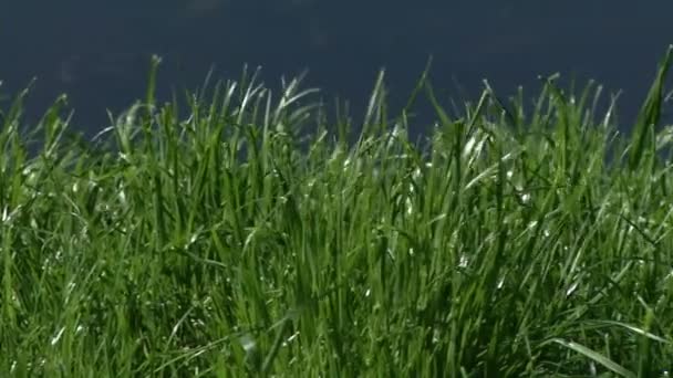 池のそばの緑の草 — ストック動画