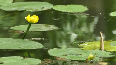 Sarı zambak gölet'la