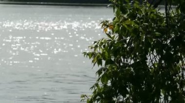 Yansımaları ve ağaç yaz aylarında göl