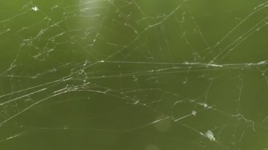 SpiderWeb yeşil Pond