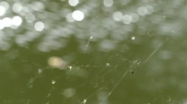 SpiderWeb yeşil Pond
