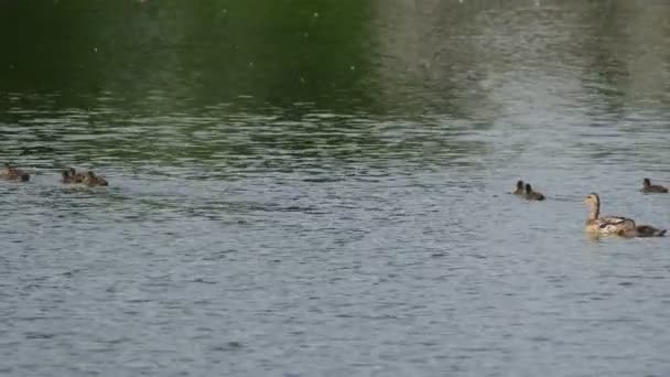 Pato y patitos en el estanque — Vídeo de stock