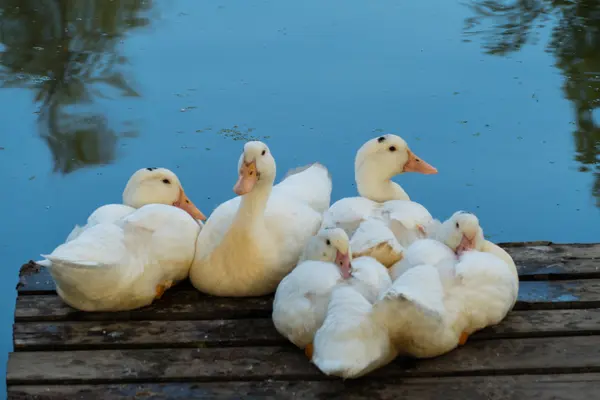 White Geese near the pond — Stock Photo, Image