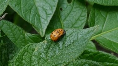 Bir patates yaprak üzerinde Colorado Patates böceği larvası