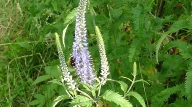 Yaz ve bir arı mor çiçek