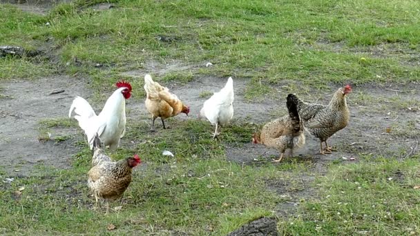 Hens and a Rooster in the Village in the Summer — Stock Video