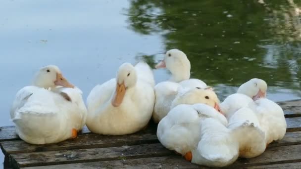 Gansos brancos na lagoa da aldeia no verão — Vídeo de Stock