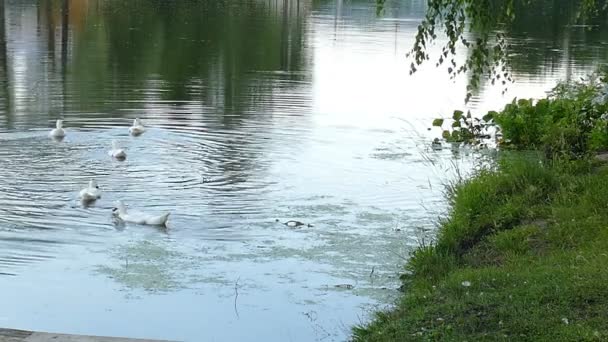 在村子里的白鹅在池塘里游泳 — 图库视频影像
