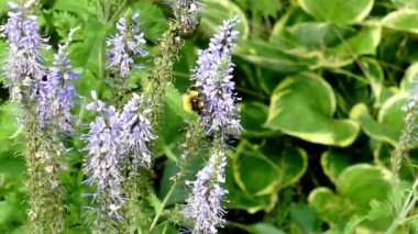 mavi bir çiçek arıya