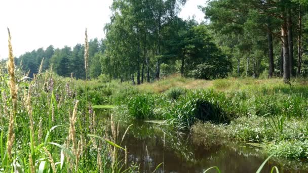 Río en el bosque en verano — Vídeo de stock