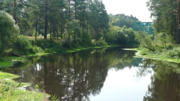 Rivier in het bos in de zomer — Stockvideo