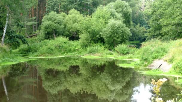 Río en el bosque en verano — Vídeos de Stock