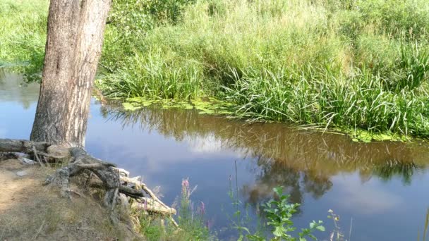 El Árbol (Raíces) Cerca de un Río Pequeño — Vídeos de Stock