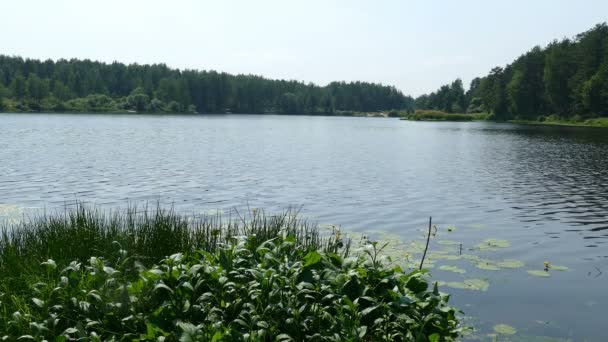 夏天森林附近的湖 — 图库视频影像