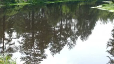 Orman ağaçları göle yansıması