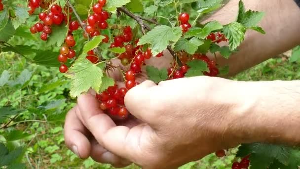 Sammlung roter Johannisbeeren im Sommer der Waffen — Stockvideo