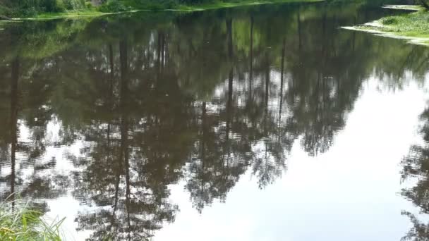 Отражение лесных деревьев в озере — стоковое видео
