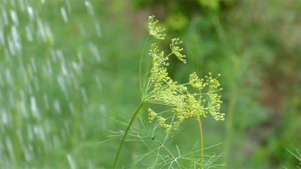 Dill Watered no verão sm — Vídeo de Stock