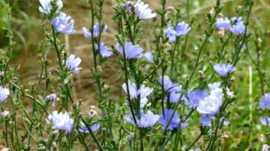 Kır çiçekleri yaz, böcekler, çim