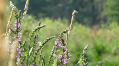 Yaz aylarında kır çiçekleri