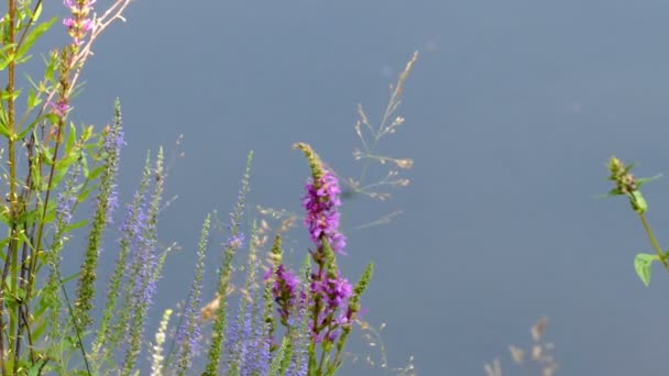 Wilde bloemen in de buurt van de rivier, de zomer, de watermeter — Stockvideo