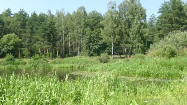 Forest With Birch, Summer, River, Rush, Green — Stock Video