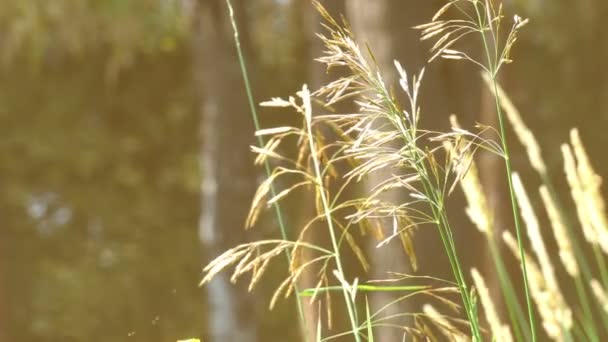 Trávy blízko řeky, léto, hmyz, sítina, Zuyevo matice — Stock video