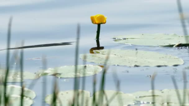 Lily in the River and Back Float Fish, Été — Video