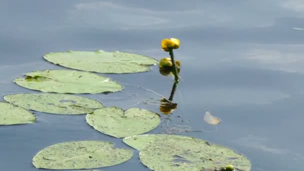 Unblown gele Lily in de rivier, zomer — Stockvideo