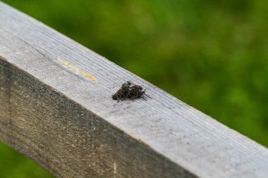 Ahşap Kirişler Rusya Ms copulating uçar