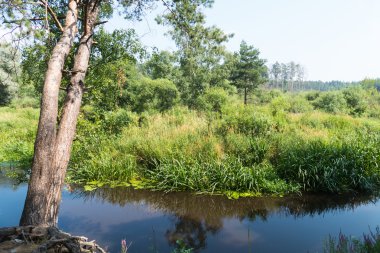 Yaz nehir ve Ağaç kökleri Rusya ile