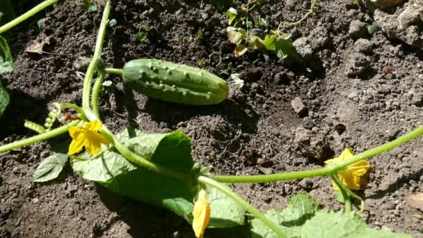 Gathering Cucumbers by Hand and Bees — Stock Video