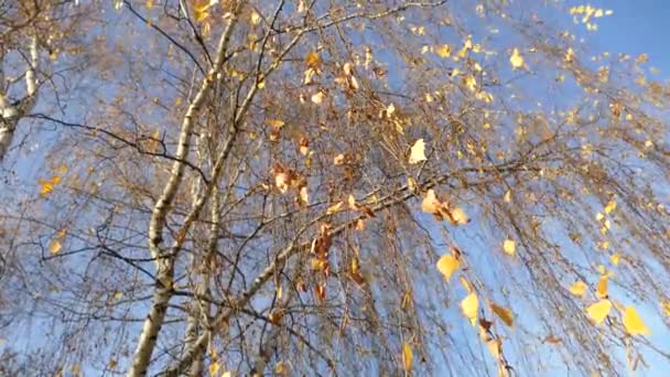 Outono de vidoeiro com folhas amarelas — Vídeo de Stock