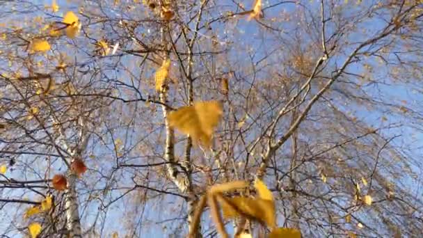 Abedul otoño con hojas amarillas — Vídeo de stock