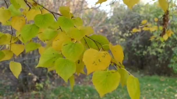 Folhas de outono no parque — Vídeo de Stock