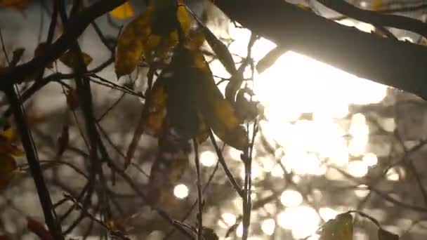 Herfststralen van de zon door een tak — Stockvideo