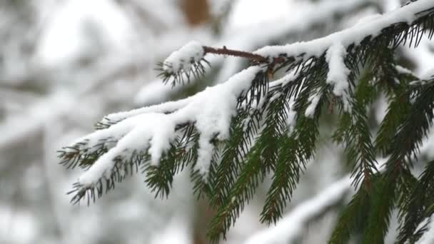 Ветка ела зимой под снегом — стоковое видео