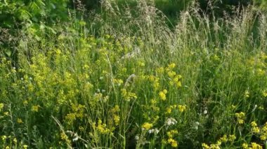 Rusya 'da yazın kır çiçekleri