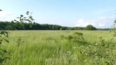 Rusya 'da yaz mevsimi yeşil