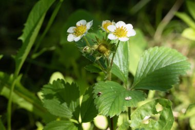 strawberry flowers in the summer at the cottage in Russia