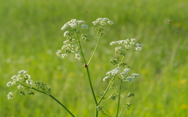 millennial in the summer in the field in Russia