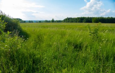 Russian field in summer in Russia