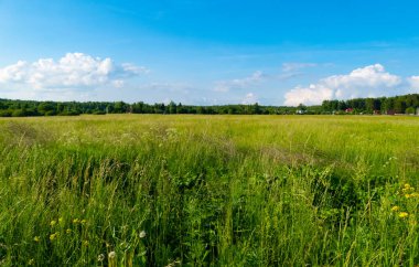 Russian field in summer in Russia