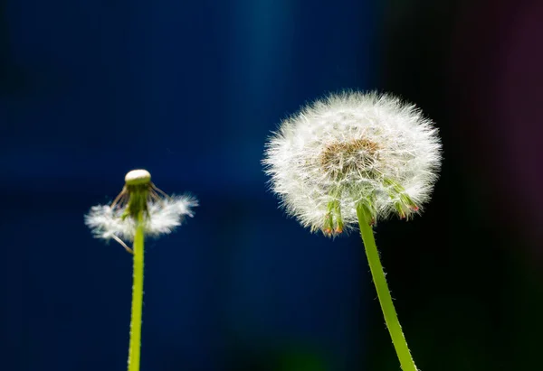 Dandelions with white feathers in summer — 图库照片