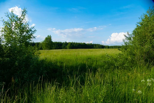 Russian field in summer in Russia