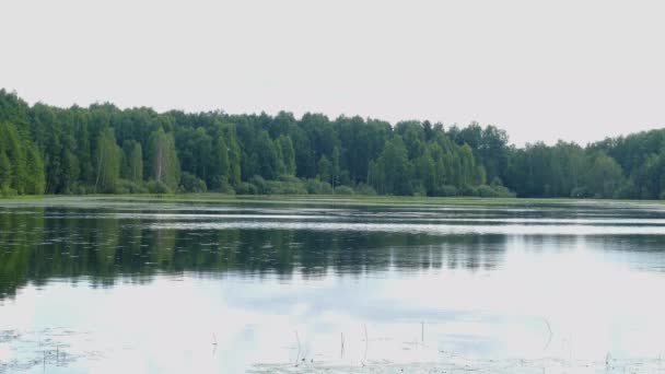 Bosque del lago verano en clima claro — Vídeos de Stock