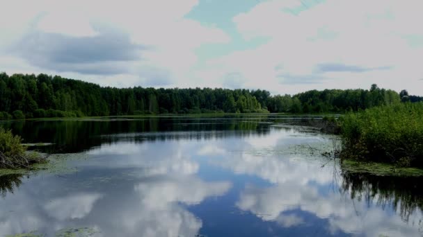 天気の良い夏の湖の森 — ストック動画