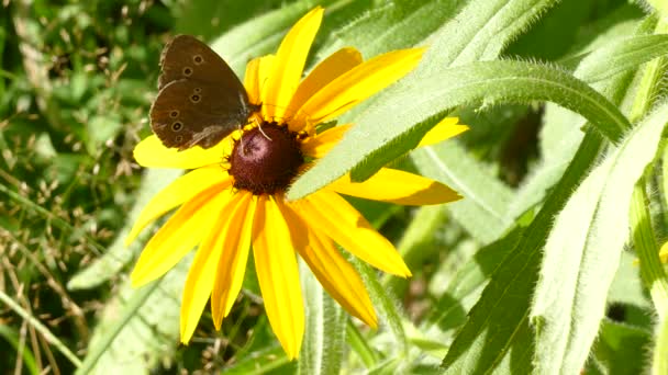 Una mariposa sobre una flor amarilla bebe néctar — Vídeo de stock