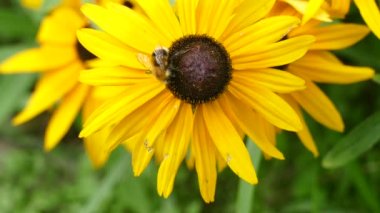 Sarı çiçekli bir arı nektar toplar.